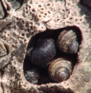 The small or black periwinkle (Melaraphe neritoides)